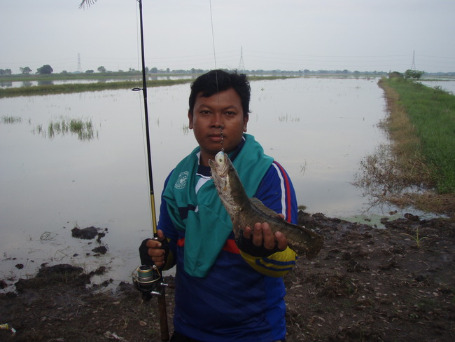 scum frog กบตัวนี้สีแดง อ่ะ...