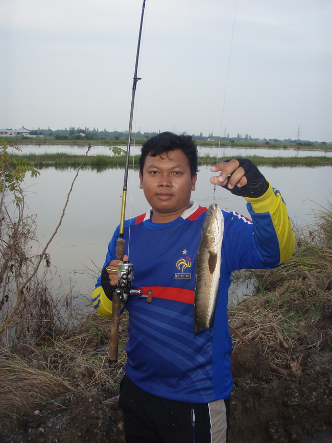 scum frog กบตัวนี้สีแดง อ่ะ...