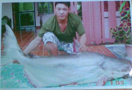 ปลาบึกตัวเล็กๆ