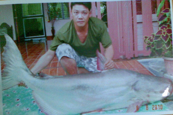 ปลาบึกตัวเล็กๆ