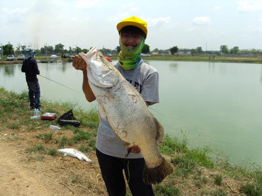 ขอถามเรื่องปลากระพงครับ