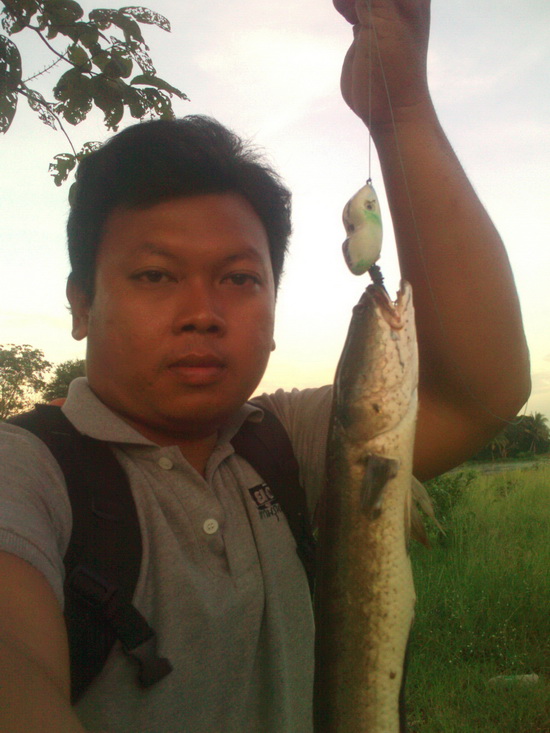 ขออีกที กบตัวนี้สีแดง