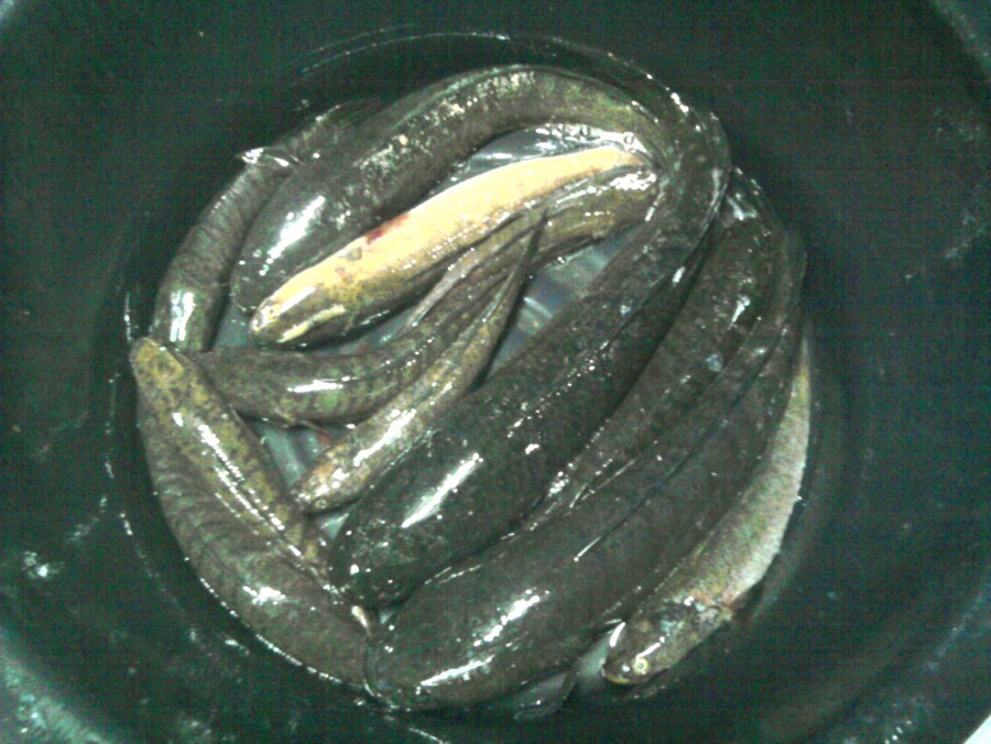 เมื่อผมอยากตกปลา (ช่อนคลอง 3 )