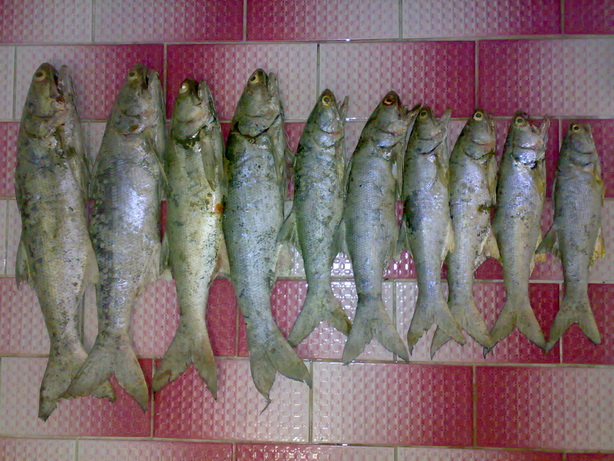 กุเลาพันท้ายอิอิอิ..สนไหม..งามไส้