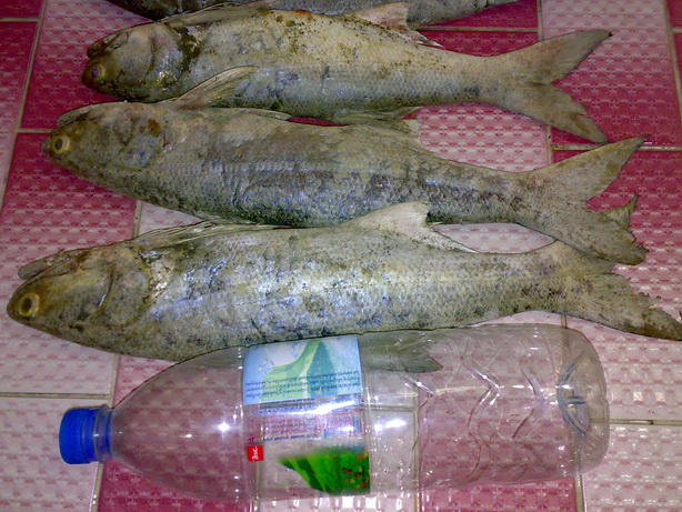 กุเลาพันท้ายอิอิอิ..สนไหม..งามไส้