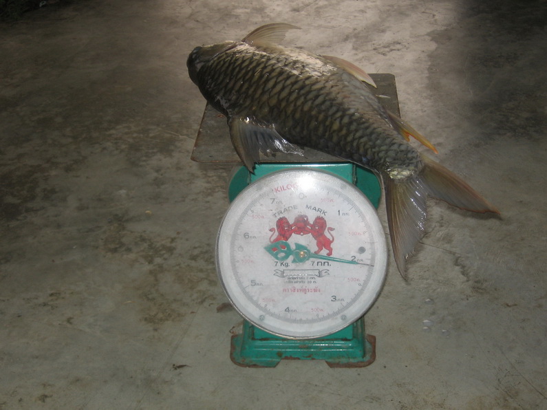 ตะเพียนตัวเท่าถัง