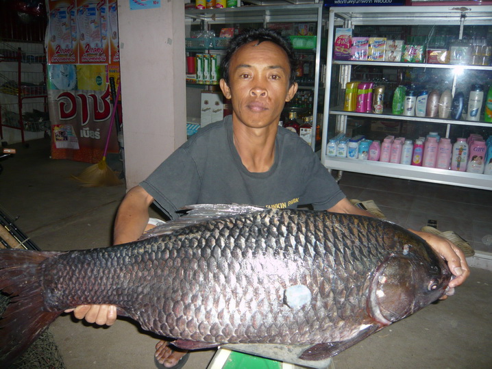 ยี่สก ตัวนี้ ศรีสะเกษ 