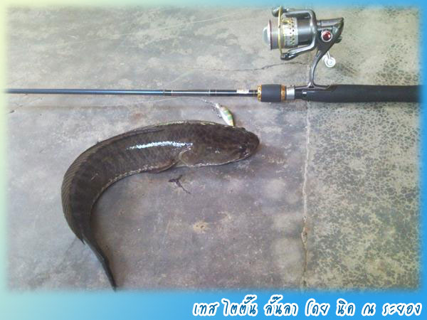 ปลาช่อน ลั๊นลา