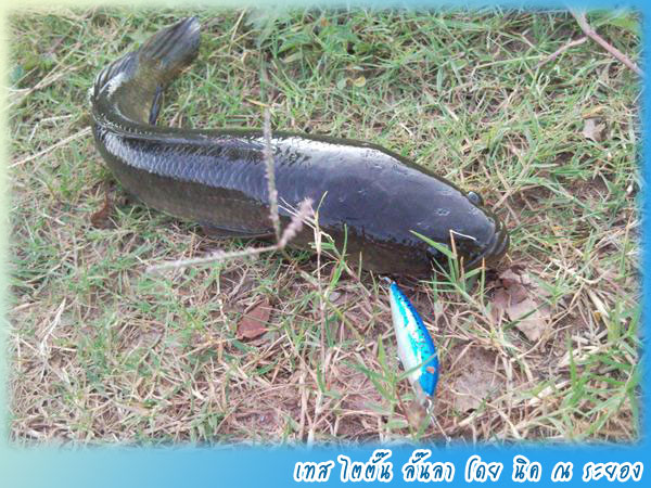 ปลาช่อน ลั๊นลา