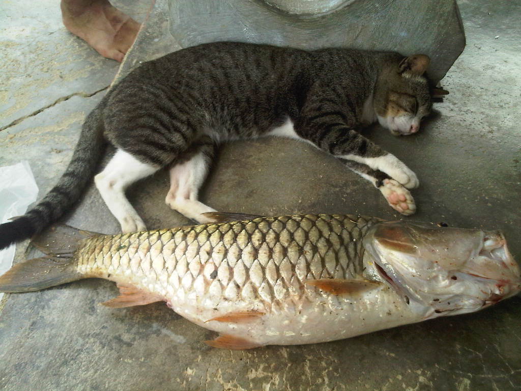 กระสูบพังงา (รูปน้อย)