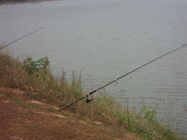 ปลาหน้าหนาว