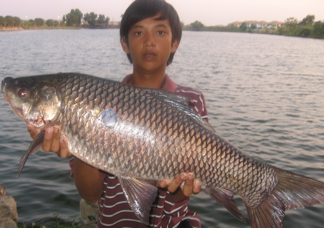 รถถังบึงบึกวัชรพล