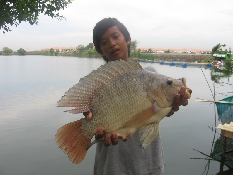 นิลจาตัวสวยๆ