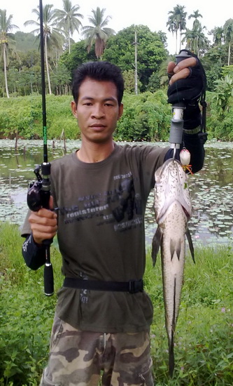 ปลาช่อนบึงเก่า(พังงา)