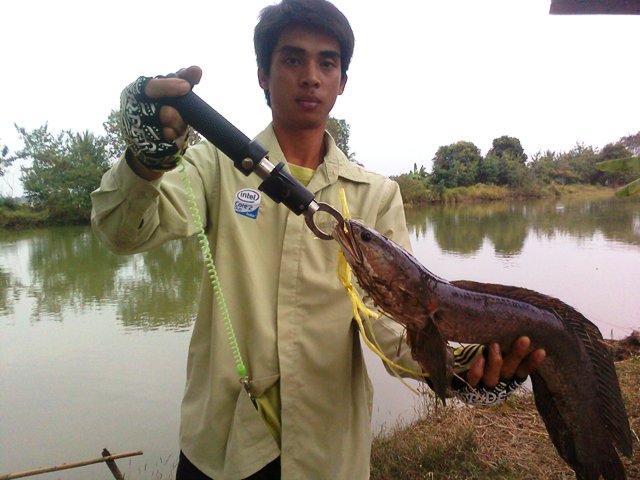เหตุเกิดจากปลายาง
