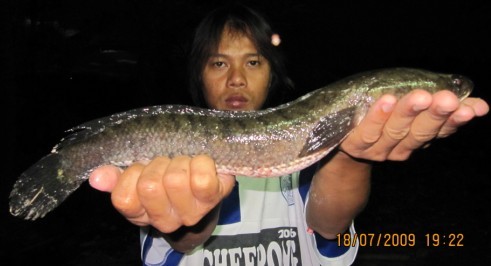 ปลาช่อน ห้วยกระบอก