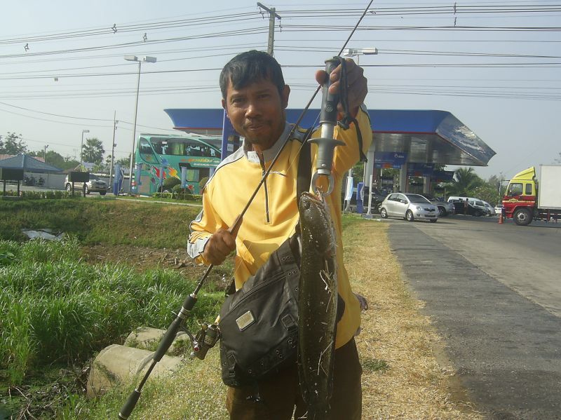 ช่อนหน้าปั้ม สายเอเชีย (หมายทางผ่านของคอปลาช่อน)