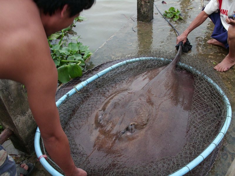 ราหูหน้าบ้าน ณ แม่น้ำบางปะกง