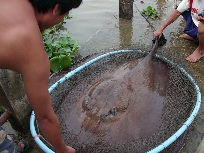 ราหูหน้าบ้าน ณ แม่น้ำบางปะกง