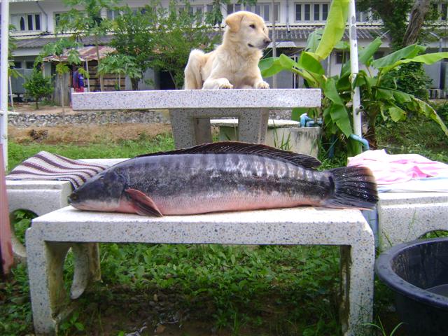 น้องโด กับ น้องหมา..ใครใหญ่กว่ากัน ที่ประจวบฯครับ.