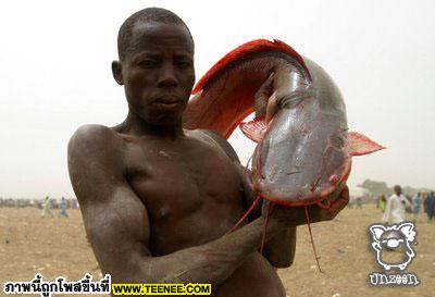 ดูเขาจับปลาที่ไนจีเรีย (เครดิตteenee)