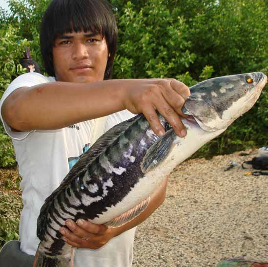 ชะโดโคราช 