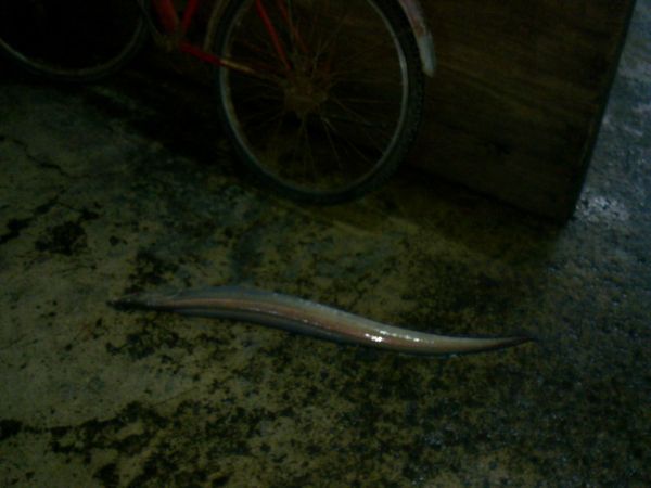ปอ ลอ ปลา มั้ว สะพานปลาระนองเมื่อคืนนี้