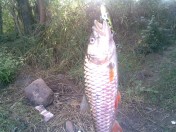 กระสูบกับหมายเด็ดกับธรรมชาติที่ลำตะคองครับ!!!!