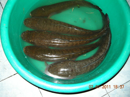 ตกปลาช่อนแพรกษา