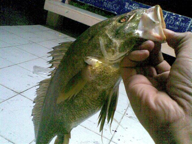 !!! มาแล้วว ++ ..แม่น้ำบางปะกง บ้านโพธิ์ ยังมีตัว 