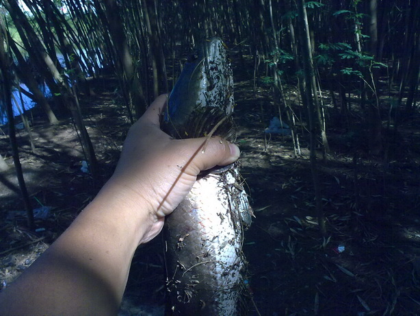 ปลาช่อนตัวแรก ในชีวิตการตกปลา ^^"