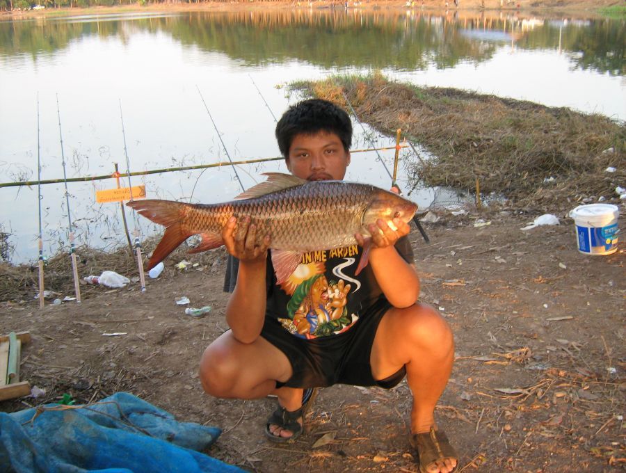 ยี่สกใหญ่และจีนหนองหนูจ.พิจิตร