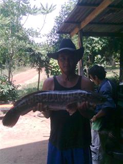 ชะโดหนองกะจับปราจีน