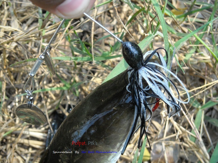 ไป >>>>> เทสเหยื่อ Spinner Bait  