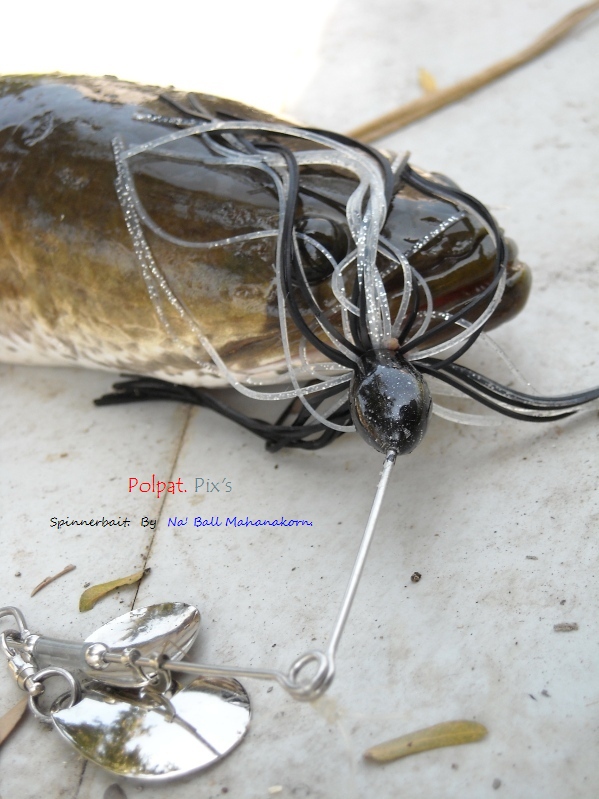 ไป >>>>> เทสเหยื่อ Spinner Bait  