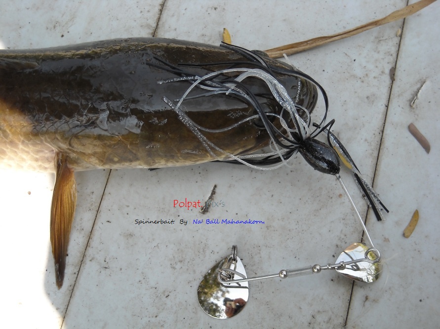 ไป >>>>> เทสเหยื่อ Spinner Bait  