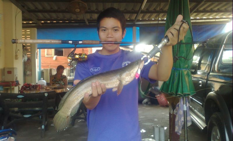  ปลาช่อนวันเบาๆ