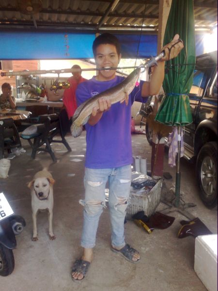  ปลาช่อนวันเบาๆ