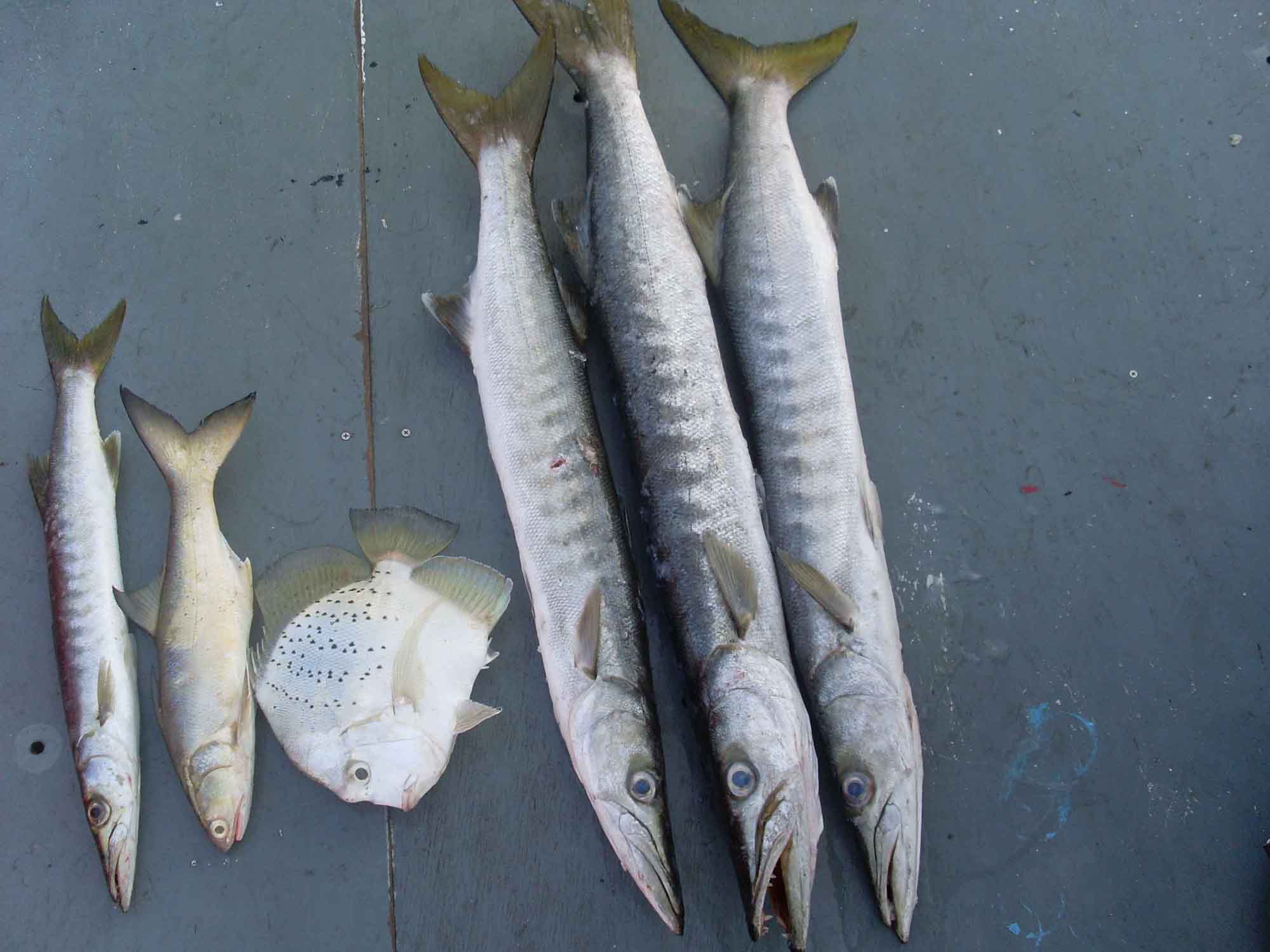 แพตกปลาอ่างศิลา ชลบุรี