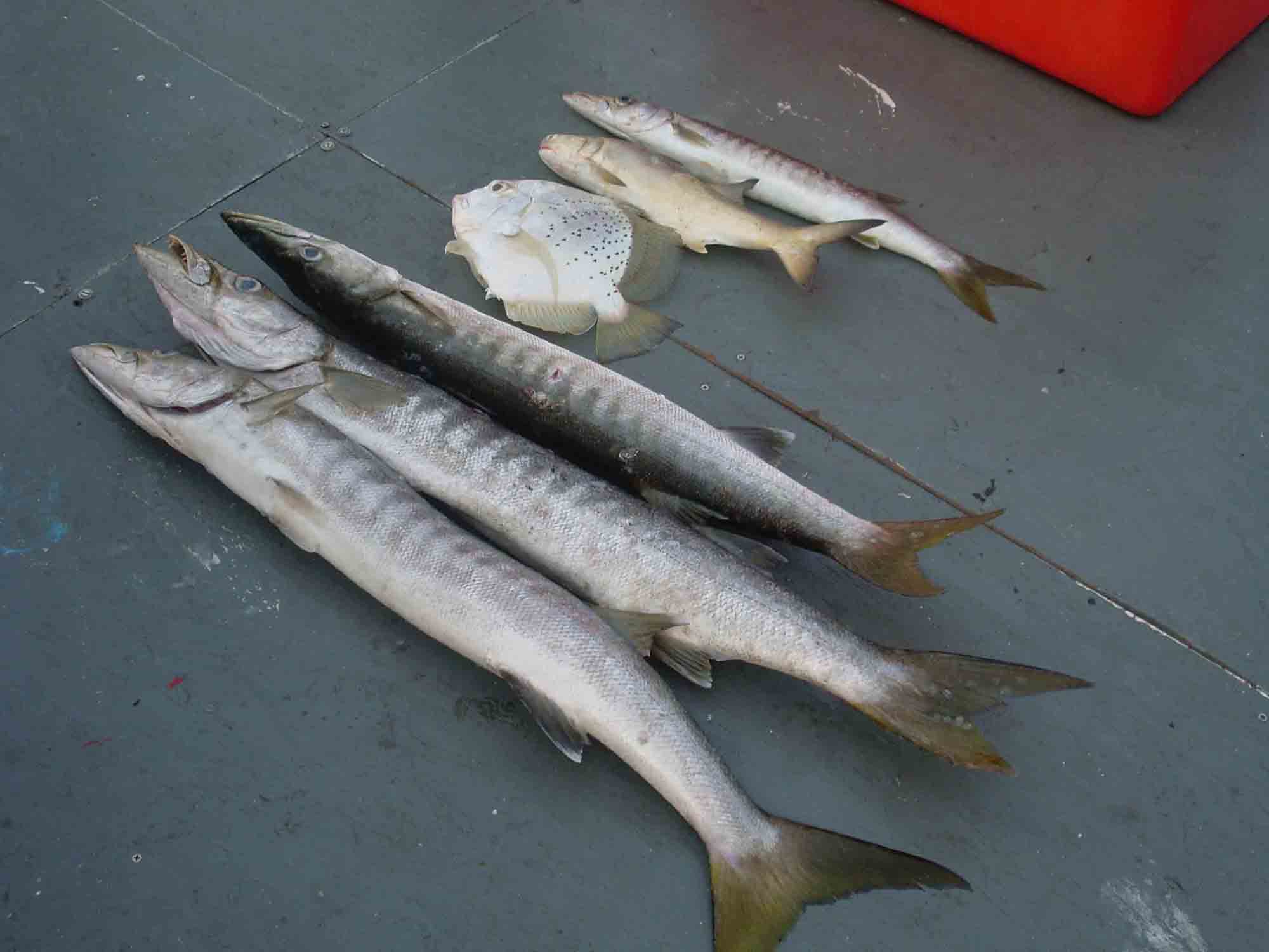 แพตกปลาอ่างศิลา ชลบุรี