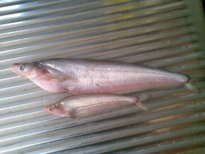 O_O..ลองส่งคับ..O_O