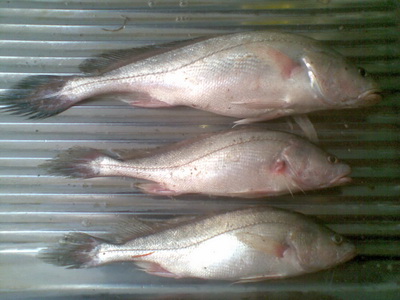 O_O..ลองส่งคับ..O_O