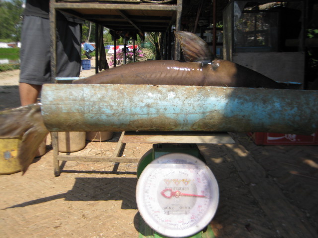 ตกปลากับเพื่อนๆ1
