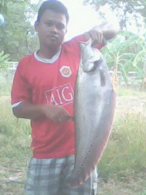 O_O..ปลากรายเจ้าพระยา..O_O