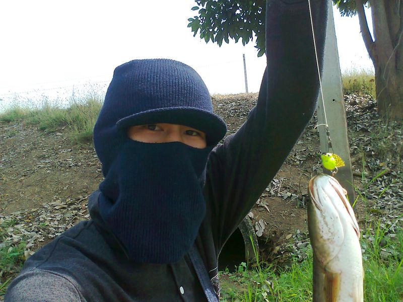 ปลาช่อน พิจิตร..
