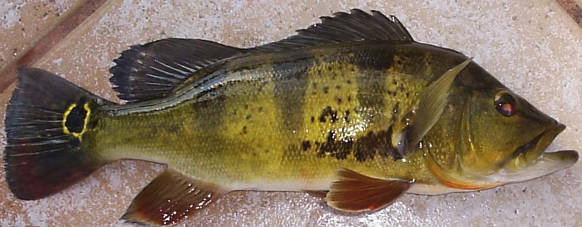 peacock bass ครับ