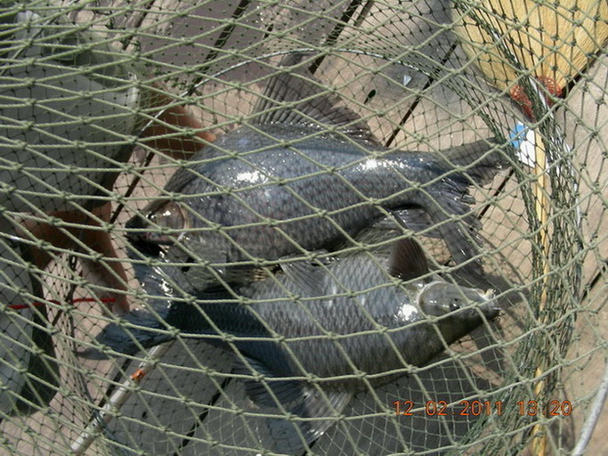 แพอังคนา เขาแหลม 3     12-02-2011