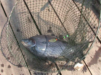 แพอังคนา เขาแหลม 3     12-02-2011