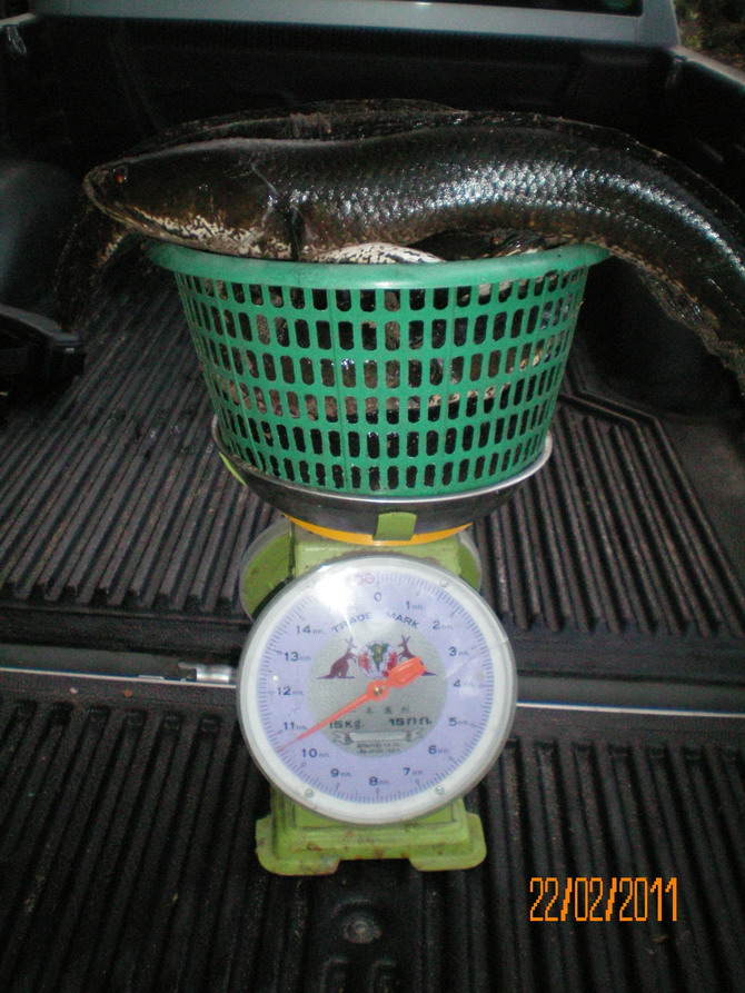 1ชม กะ10 โลกว่า(kg) 