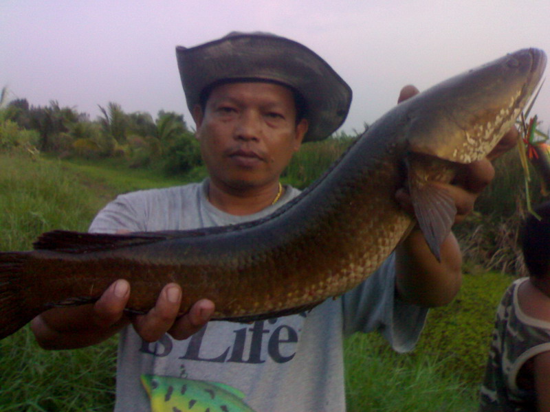 ยักษ์ ใหญ่แห่งป่าอ้อย